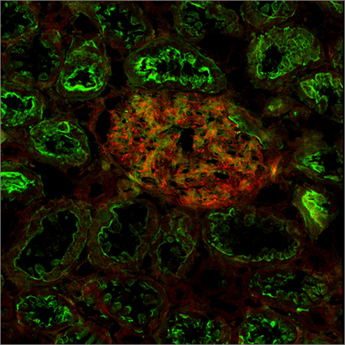 Confocal Laser Scanning Microscope Clsm Cet Scientific Services Pte Ltd